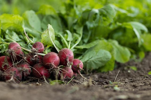Digital Agriculture: Bridging the Tech Gap in African Farming – Morocco World News