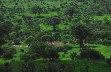 Baobab seeds and seedlings floated from Madagascar to mainland Africa and all the way to Australia – Phys.org