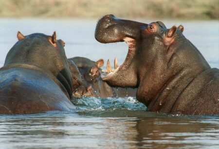 US man sues travel company after hippo kills wife on Zambia trip – Voice of America