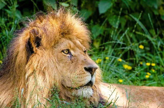 African Lion 2024 starts in Senegal – United States Army