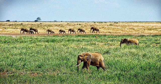 strategic Recommendations for Rebuilding East Africa’s Relief Framework
