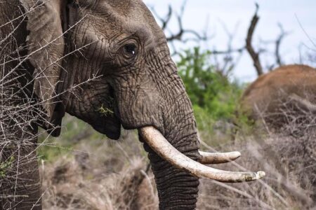 New Survey Confirms that Gabon is the Largest Stronghold for Critically Endangered African Forest Elephants – WCS Newsroom