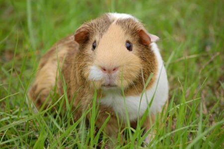 Easing Guinea’s Food Insecurity: The IMF’s Food Shock Window – International Monetary Fund