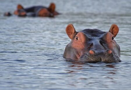 Husband Sues After Wife Is Killed While Fleeing Hippo Attack During Africa Trip – PEOPLE