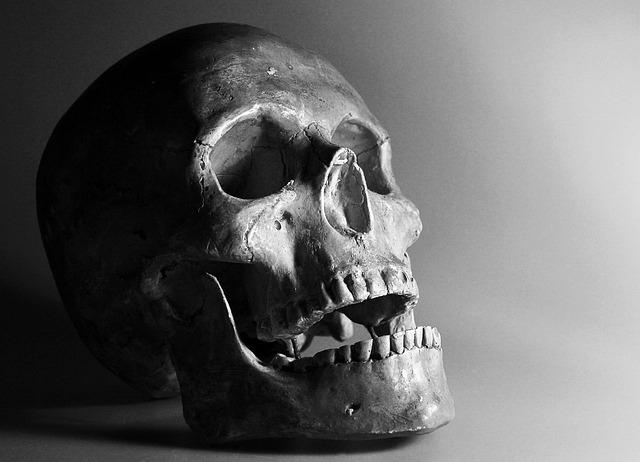 30-Million-Year-Old Carnivore Skull Discovered in Egypt—And It’s Unlike Anything Seen Before – The Daily Galaxy –Great Discoveries Channel