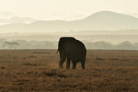 How Can Kenya’s Tourism Earnings, Reaching Ksh 452B, Boost Its Global Appeal and Shape the Future of Travel in East Africa? – Kenya Association of Travel Agents – Kenya Association of Travel Agents