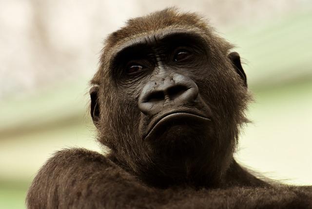 Track, Watch, Befriend: Habituating Gorillas In Gabon – Forbes Africa
