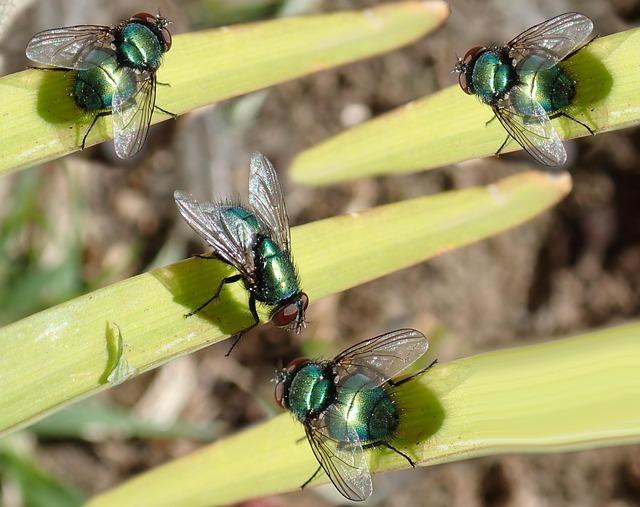 The continental atlas of the distribution of tsetse flies in Africa – Angola – ReliefWeb