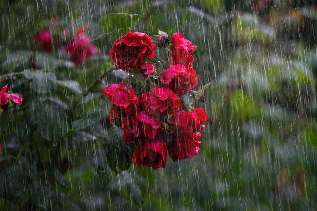 Global Weather丨Continuous heavy rainfall will batter South Africa and Botswana – cma.gov.cn