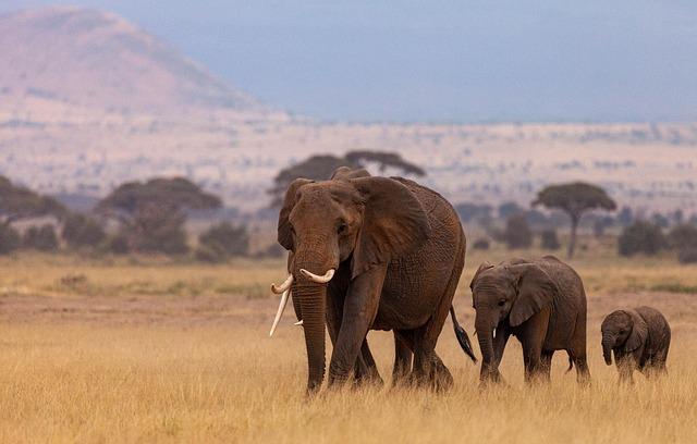 Africa’s Health Workforce Compact Takes Shape – africacdc.org