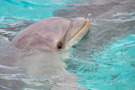 Cetaceans of north-western continental Africa (Morocco to Liberia): diversity and distribution – Frontiers