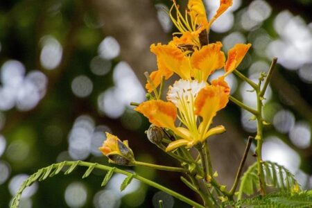 Where the flamboyant trees have no leaves: 5 insights from a humanitarian in Burkina Faso – European Union