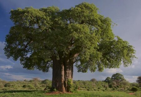 12 of the best things to do in Tanzania, home of the Great Migration – Lonely Planet Travel News