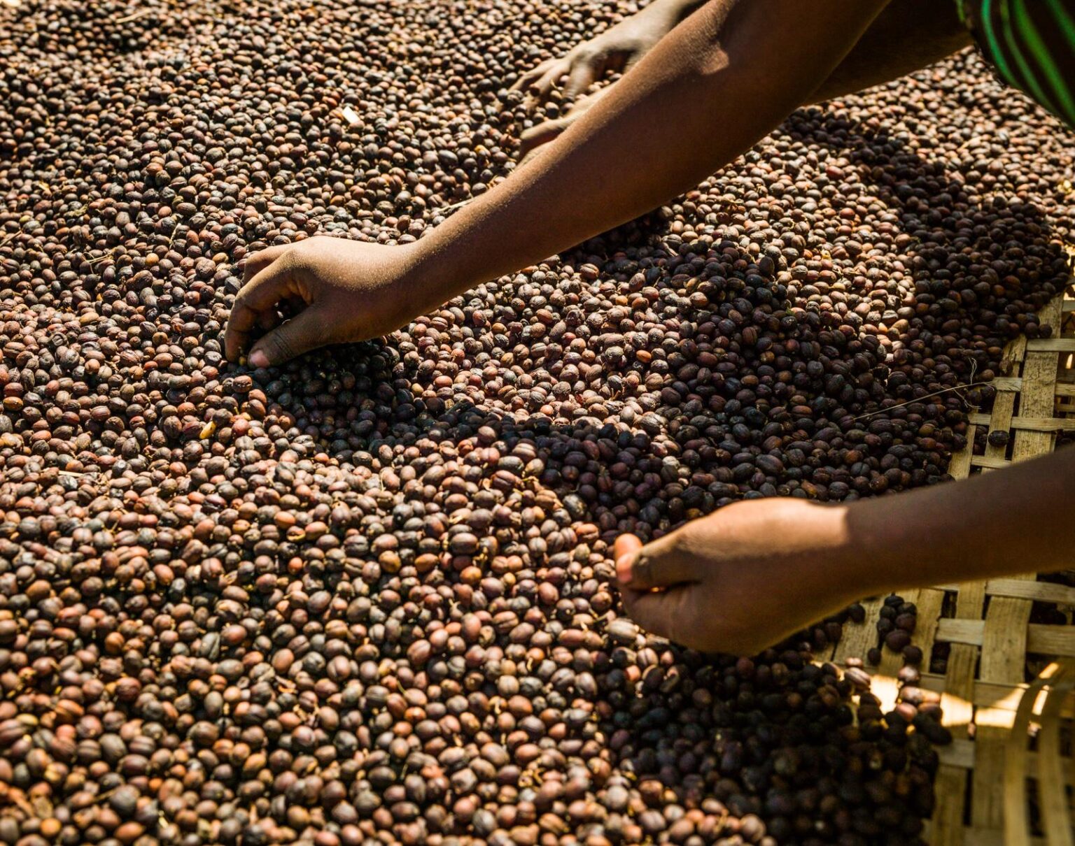 Ethiopia’s DPM Stresses Need for Africa to Invest in Coffee Industry, Expand Global Market Share – ኢዜአ