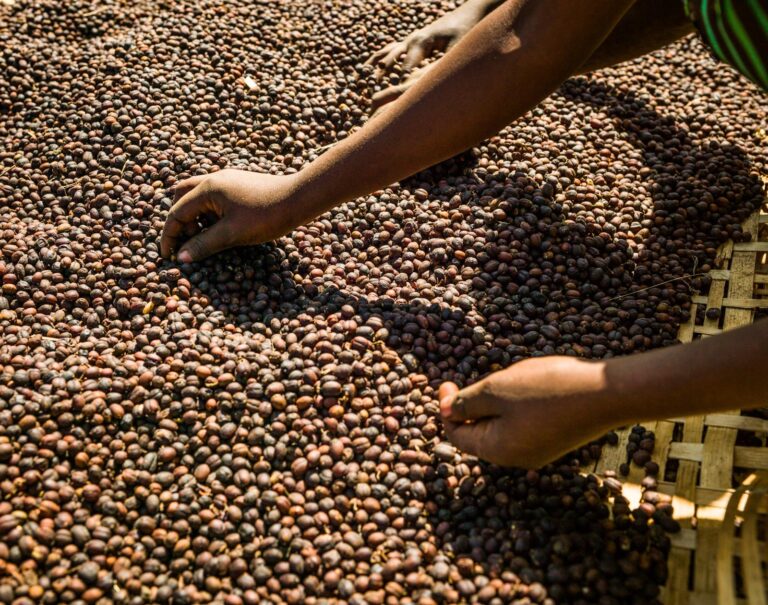 Ethiopia’s DPM Stresses Need for Africa to Invest in Coffee Industry, Expand Global Market Share – ኢዜአEthiopia’s DPM Stresses Need for Africa to Invest in Coffee Industry, Expand Global Market Share – ኢዜáŠ