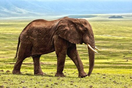 Elephant conservation and sustainable community development gets funding boost in Zambia – International Fund for Animal Welfare