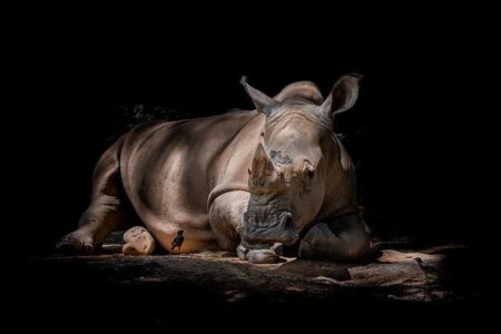 Galp, Rhino Resources wells offshore Namibia both make discoveries – Offshore magazine