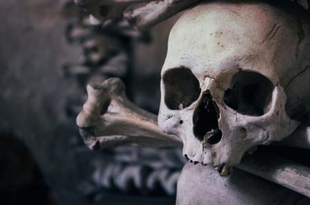 A skull found in Egypt shows this top predator stalked ancient Africa – Science News Magazine
