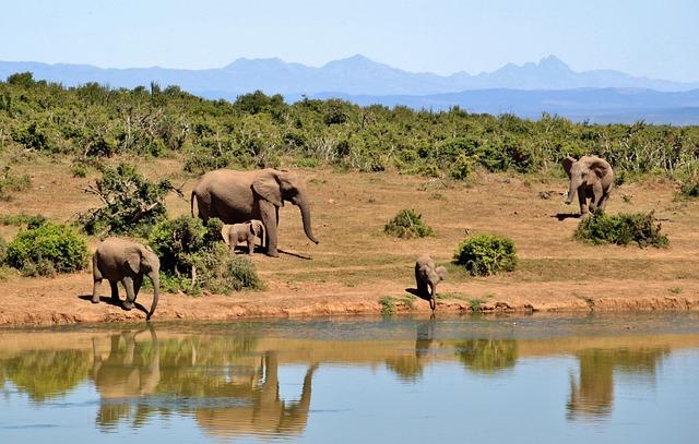 Responses from the South African Government: Strategies and Challenges