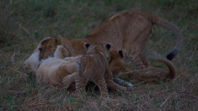 Promoting Ecotourism: Preserving Natural Heritage while Boosting Revenue