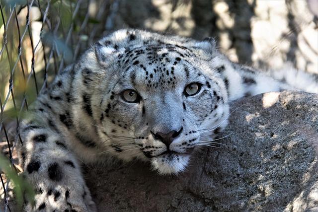 International Collaboration Needed to Protect Endangered Species
