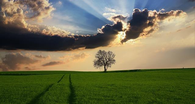 Environmental Impact: The Consequences of Tree Stripping on Ecosystems