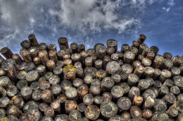 The Struggle for Survival: Residents Rely on Trees for Firewood