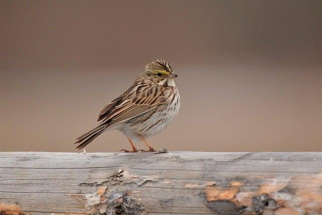 Sounds of the Savannah: The Role of Audio in Wildlife Exploration