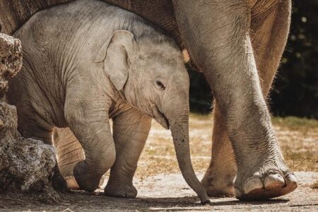 Elephant in the room: Why Botswana, Namibia want fewer of the gentle giants – Al Jazeera English