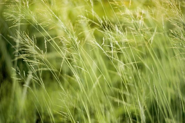 Environmental Impact Assessments and Sustainable Practices