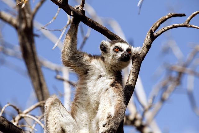 Impact of Forest Conservation on Local Communities