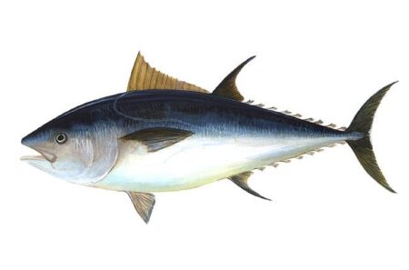 Fauna / Illegal yellowfin tuna fishing exposes gaps in Somalia’s maritime security – ENACT Africa