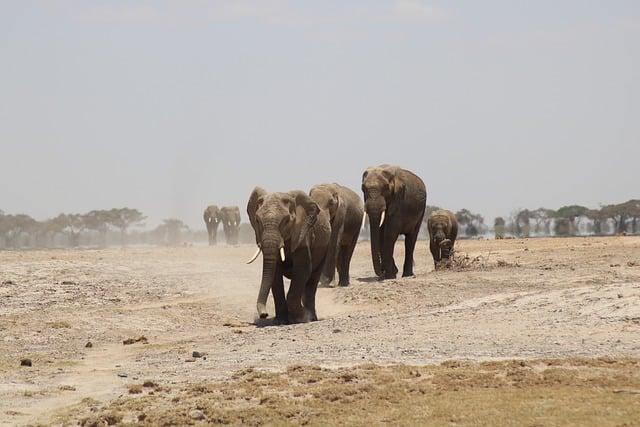 Top Activities to incorporate in Your Adventure Safari
