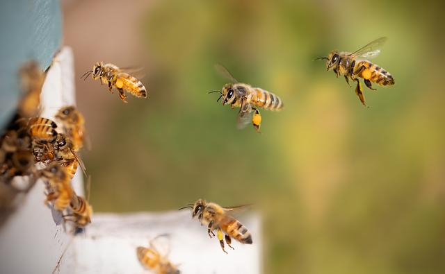 Future Prospects for Tanzania's Honey Sector in Global Trade Dynamics