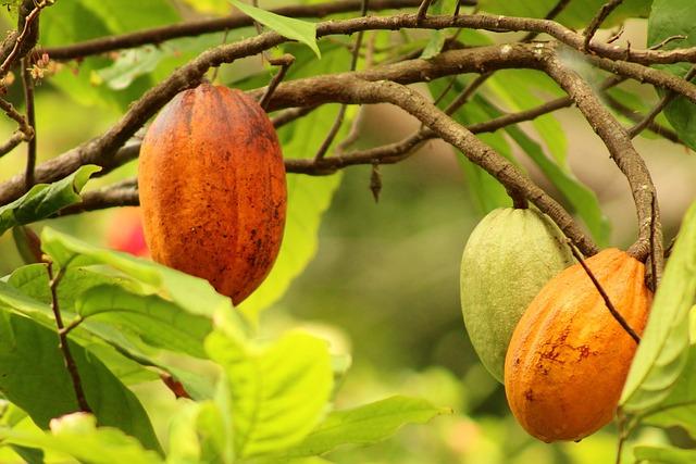 impact of Theft on Cocoa Production and local Economies