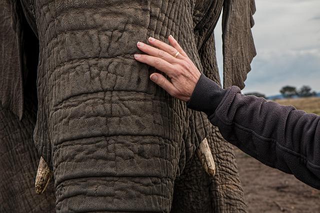 challenges Ahead: Addressing Poaching and Habitat Loss