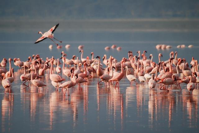 implications for Regional Stability: Balancing Power Dynamics in Central Africa