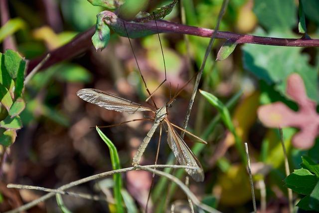 Guidelines for Travelers to Regions Implementing GM‍ Mosquitoes