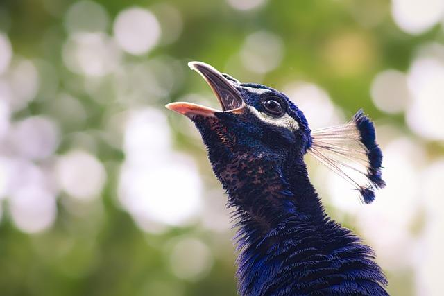 Immediate Consequences for Local Wildlife and Plant Life