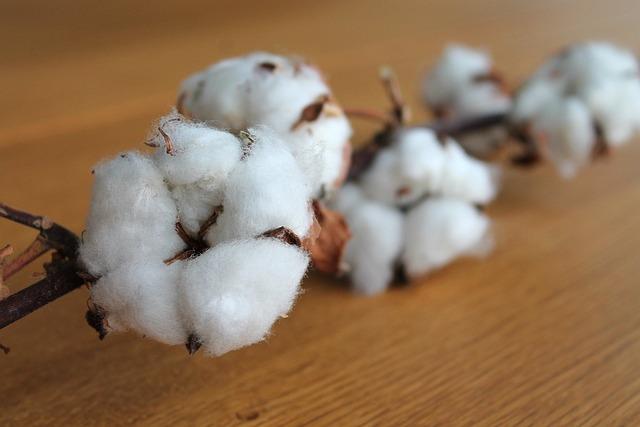 Policy Recommendations to Support the Cotton Industry's Growth