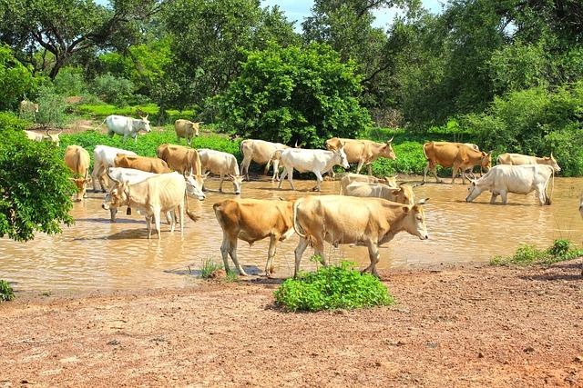 Breathtaking Landscapes: Nature and Wildlife along the Gambia River