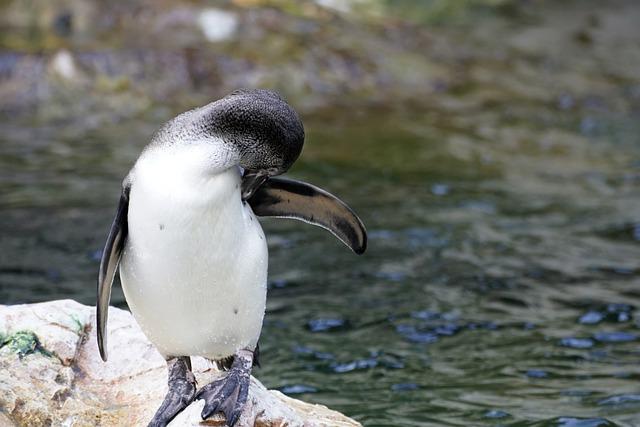 Assessing‍ the ⁣Status of African Penguin populations and Their ​Habitats
