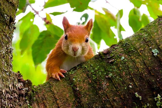 Significant habitats and Ecosystems for Mammal Populations
