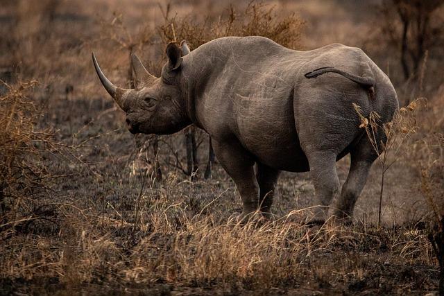 Future Steps: Ensuring the Longevity of Rhino Populations in Tanzania