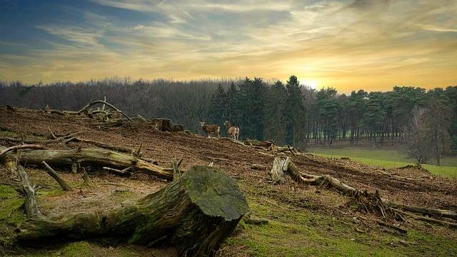 Economic Consequences of Deforestation for Local Communities