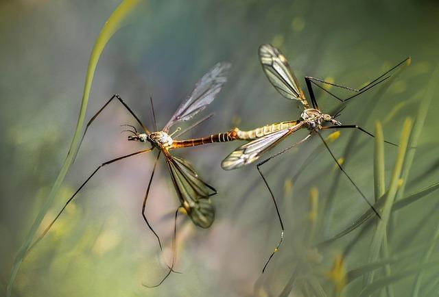 Understanding the Mechanisms of Friendly Mosquitoes in Disease Prevention