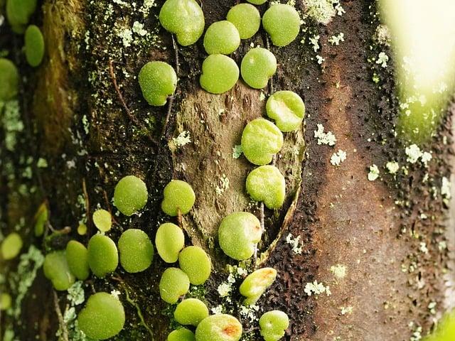 strategies for Protecting and Cultivating Rediscovered Flora