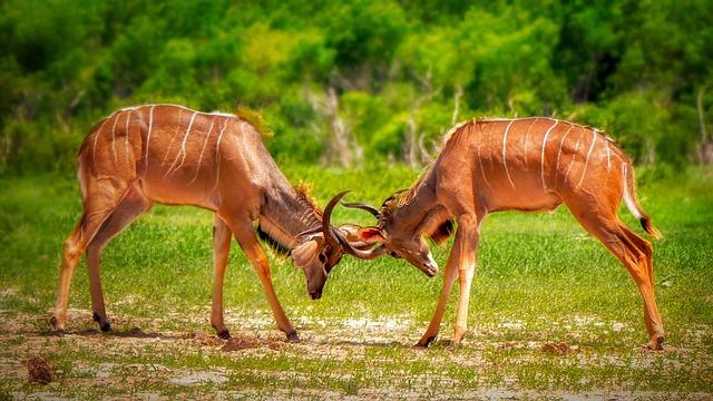 Analysis of strategies Employed by Zimbabwe and Namibia