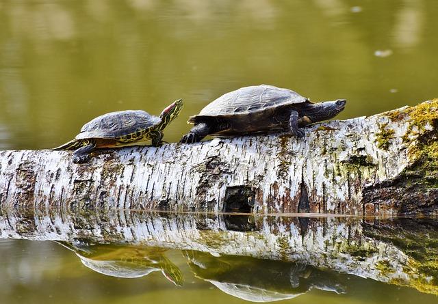 Wave of arrests as Madagascar shuts down tortoise trafficking network – Mongabay.com Wave of arrests as Madagascar shuts down tortoise trafficking network – Mongabay.com