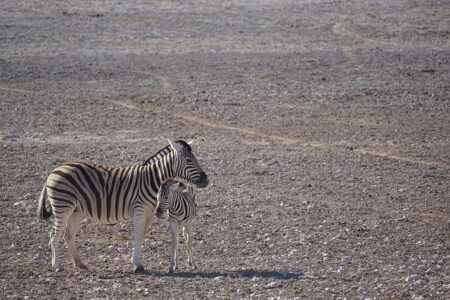 Tourism Doing Business Investing in Namibia – UNWTO